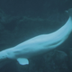 Beluga Blanca